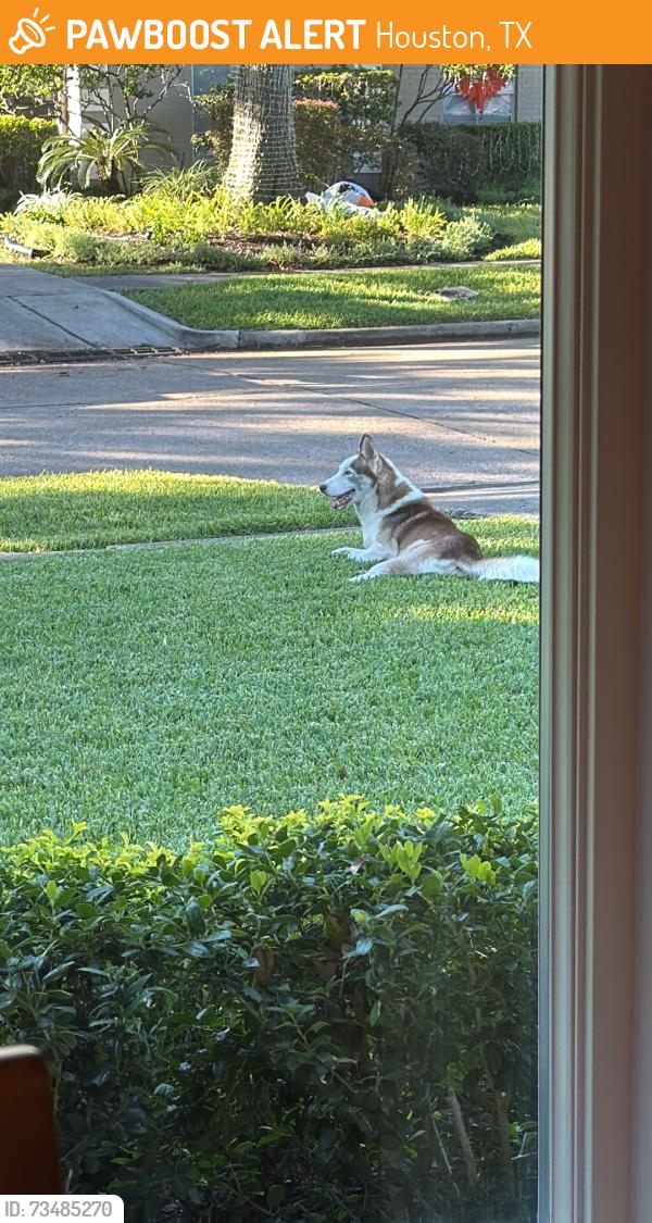 Found/Stray Unknown Dog last seen Gail reeves park, Houston, TX 77096