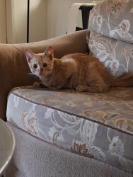 Found/Stray Male Cat last seen Westport apmts, Stockton, CA 95210