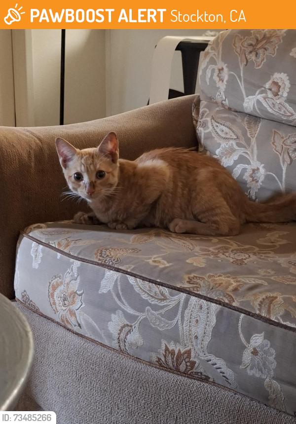 Found/Stray Male Cat last seen Westport apmts, Stockton, CA 95210