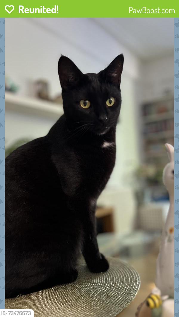 Reunited Male Cat last seen Acton high street, Autistic Society Centre, Armenian Study, Greater London, England W3 8JH