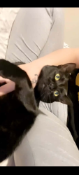 Lost Female Cat last seen hudson, Bethel, CT 06801
