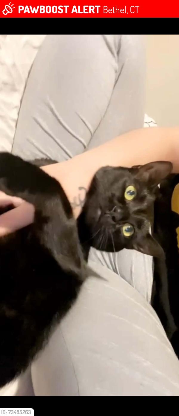 Lost Female Cat last seen hudson, Bethel, CT 06801