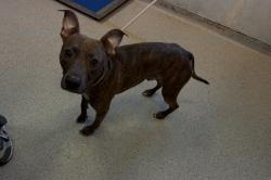 Shelter Stray Male Dog last seen Near E 174th Street, BRONX, NY, 10472, 326 E 110th St, New York, NY 10029, USA