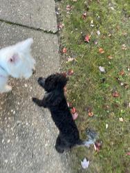Reunited Male Dog last seen Cooks on and rt 40, Baltimore, MD 21229