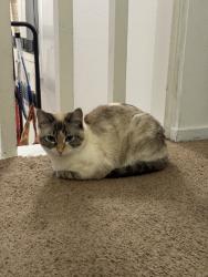 Lost Female Cat last seen near lake, San Francisco, CA 94118
