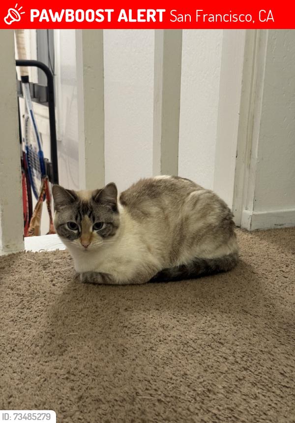 Lost Female Cat last seen near lake, San Francisco, CA 94118