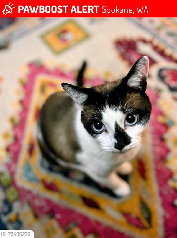 Lost Male Cat last seen 19th and Adams, Spokane, WA 99203