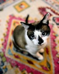 Lost Male Cat last seen 19th and Adams, Spokane, WA 99203