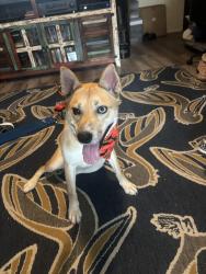 Reunited Female Dog last seen 13th Street and Center Street, Deer Park, TX 77536