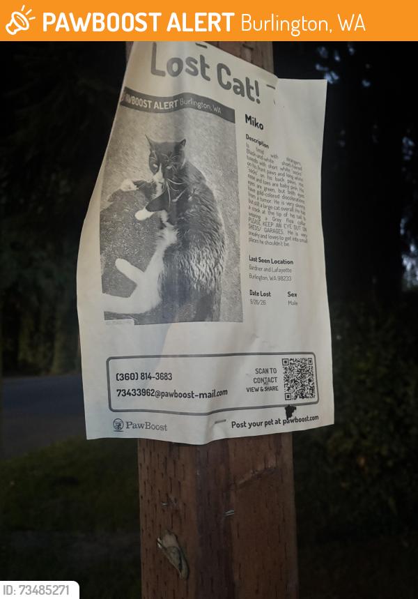 Found/Stray Male Cat last seen E Fairhaven Ave, in front of Gages Slough, Burlington, WA 98233
