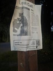 Found/Stray Male Cat last seen E Fairhaven Ave, in front of Gages Slough, Burlington, WA 98233