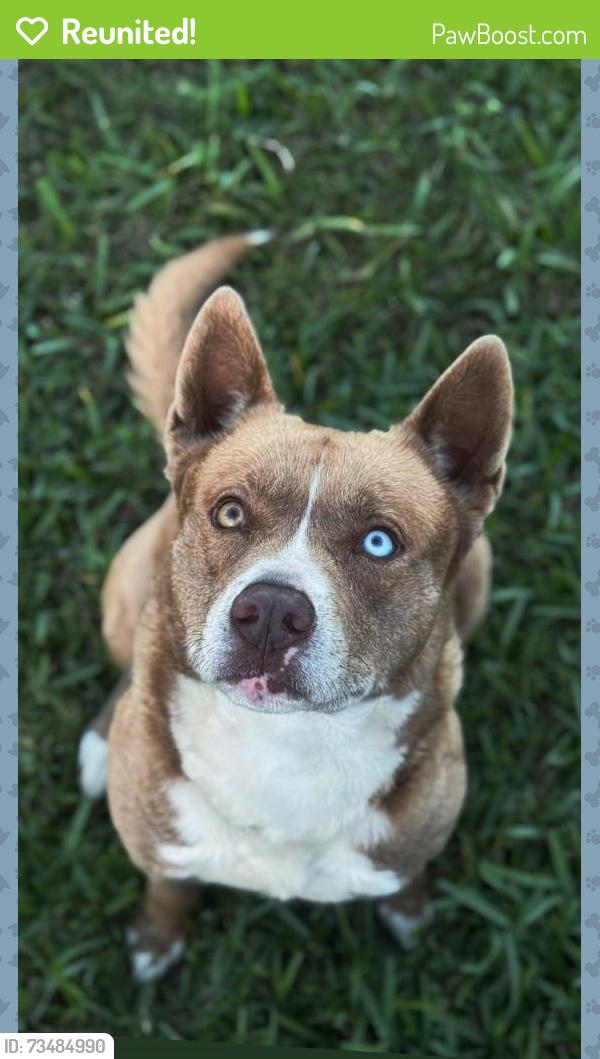Reunited Male Dog last seen hmstd, FL, USA, Homestead, FL 33030