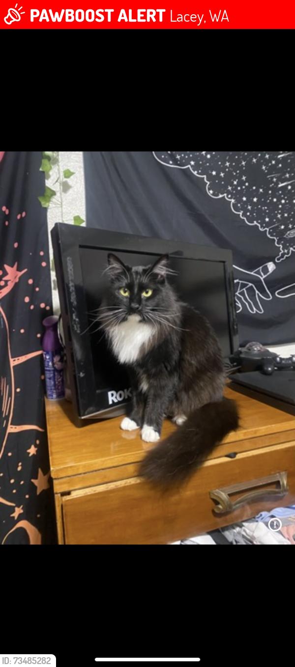 Lost Female Cat last seen Wondereood park and wanschers community park in Lacey, Lacey, WA 98503