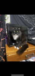 Lost Female Cat last seen Wondereood park and wanschers community park in Lacey, Lacey, WA 98503