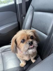 Reunited Male Dog last seen 741, Shands, Forney, TX 75126