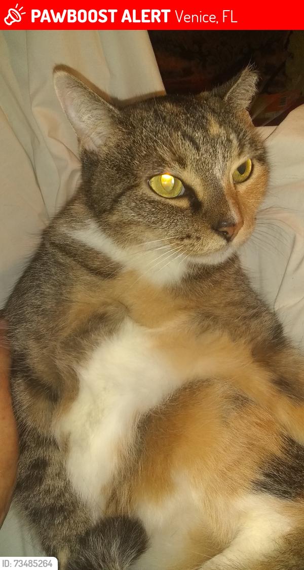 Lost Female Cat last seen 7-Eleven on Shamrock and 41 bypass in Venice, Venice, FL 34293