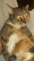 Lost Female Cat last seen 7-Eleven on Shamrock and 41 bypass in Venice, Venice, FL 34293