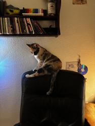 Reunited Female Cat last seen Near Camelot Dr, Oceanside, CA 92054, USA, Oceanside, CA 92054