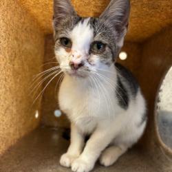 Shelter Stray Unknown Cat last seen , 2350 Appling City Cove, Memphis, TN 38133, USA