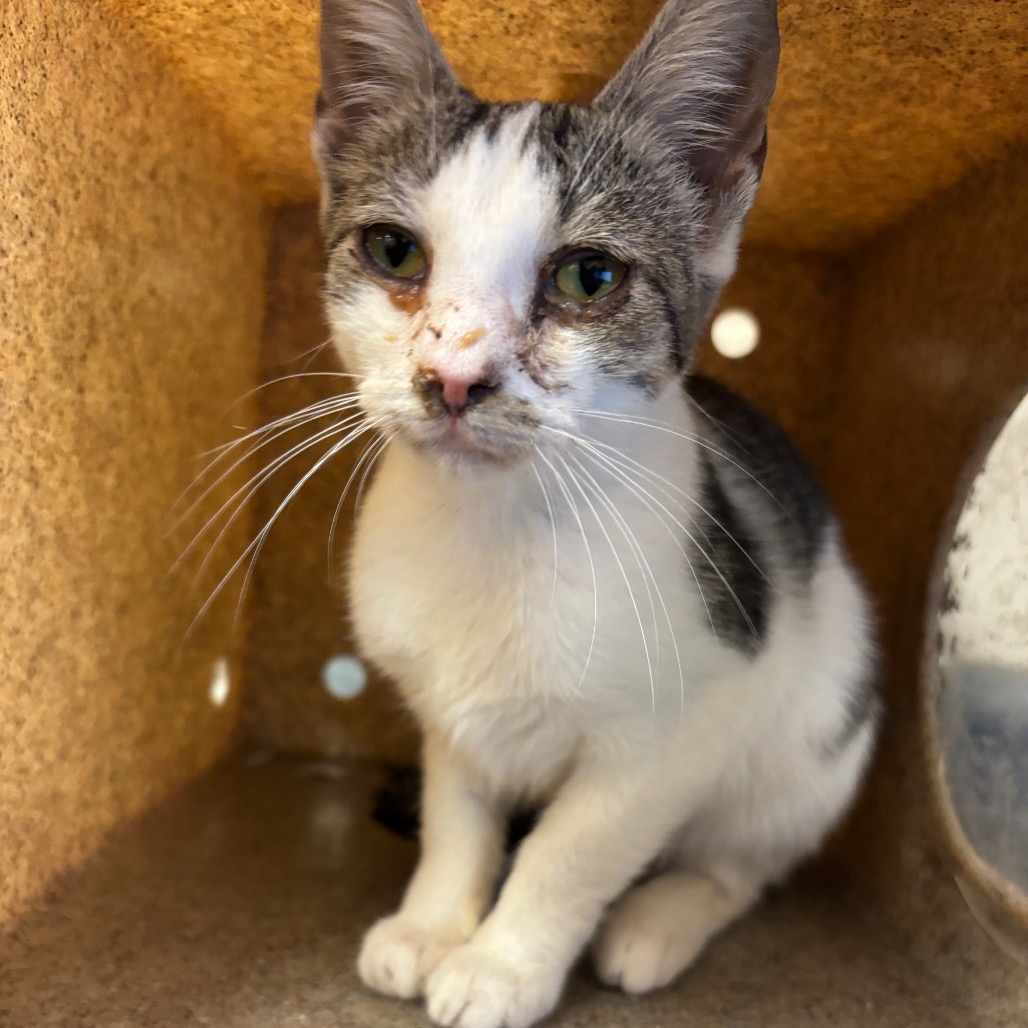 Shelter Stray Unknown Cat last seen , 2350 Appling City Cove, Memphis, TN 38133, USA