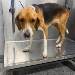 Shelter Stray Female Dog last seen , 244 Georgetown Rd, Jacksonville, NC 28540, USA