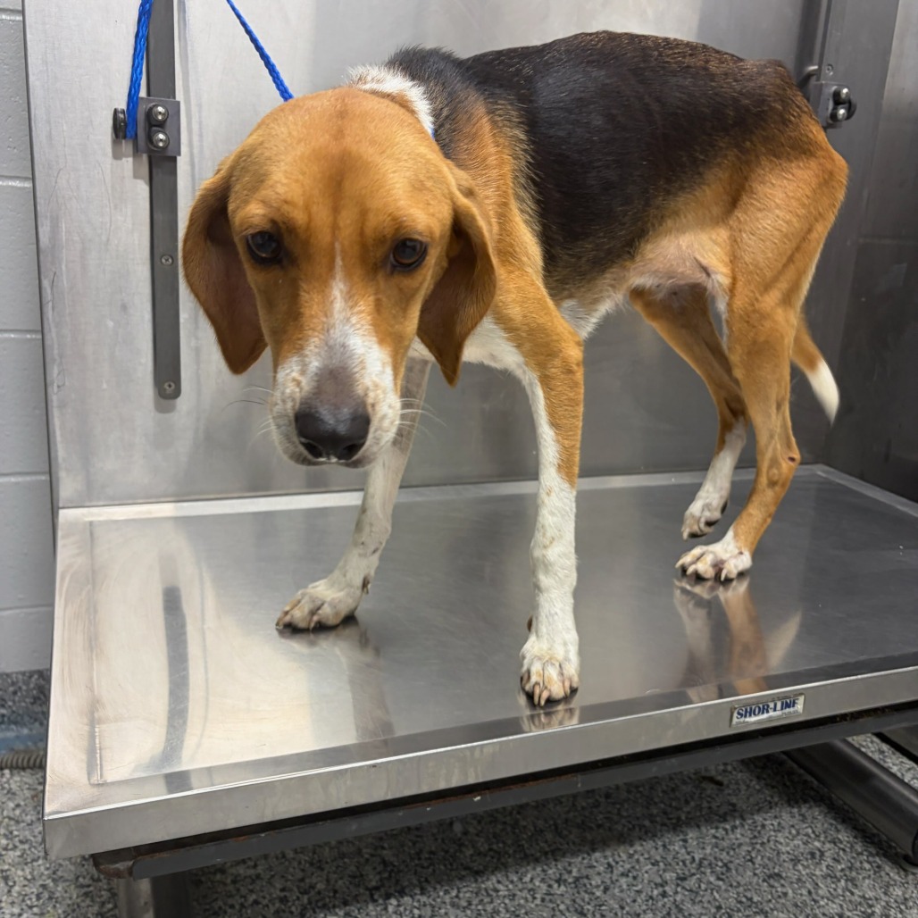 Shelter Stray Female Dog last seen , 244 Georgetown Rd, Jacksonville, NC 28540, USA