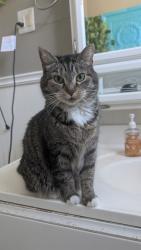 Lost Female Cat last seen Fleet Street and Maple Ave, Rankin, PA 15104