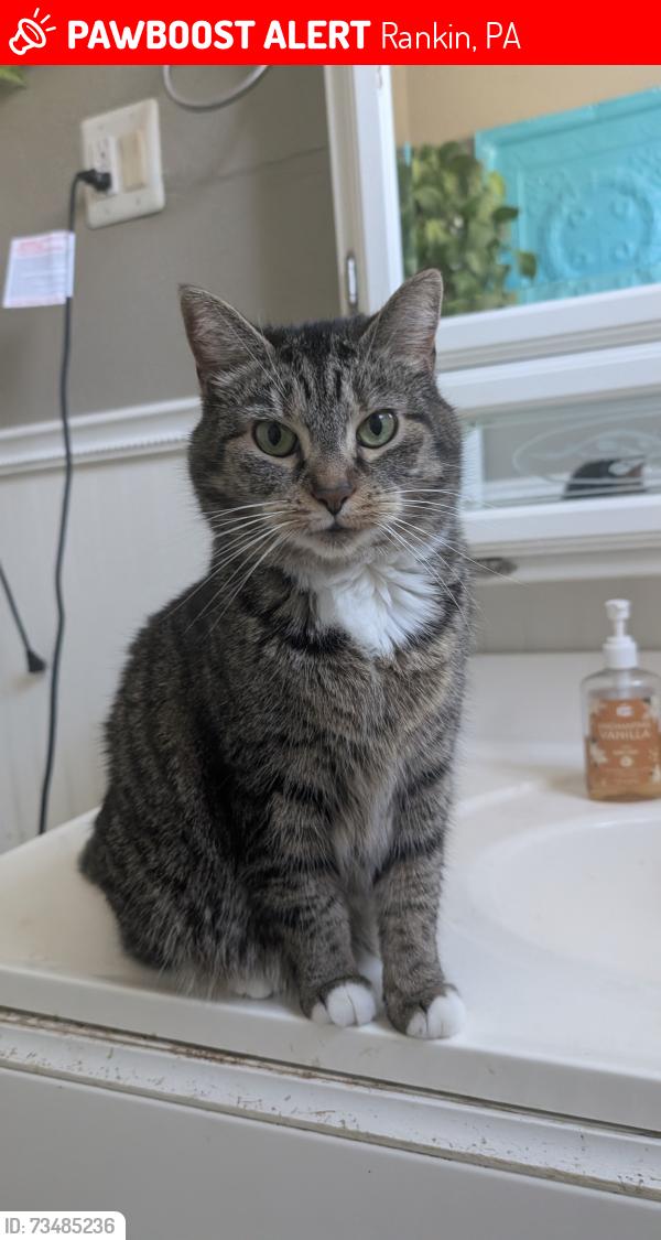 Lost Female Cat last seen Fleet Street and Maple Ave, Rankin, PA 15104