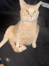 Lost Male Cat last seen 3rd avenue and 14th street, Huntington, WV 25701