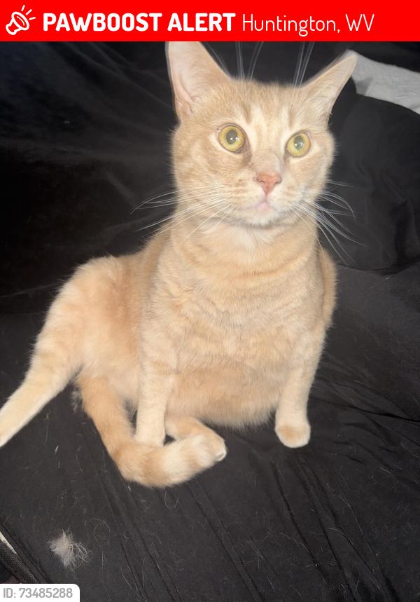 Lost Male Cat last seen 3rd avenue and 14th street, Huntington, WV 25701
