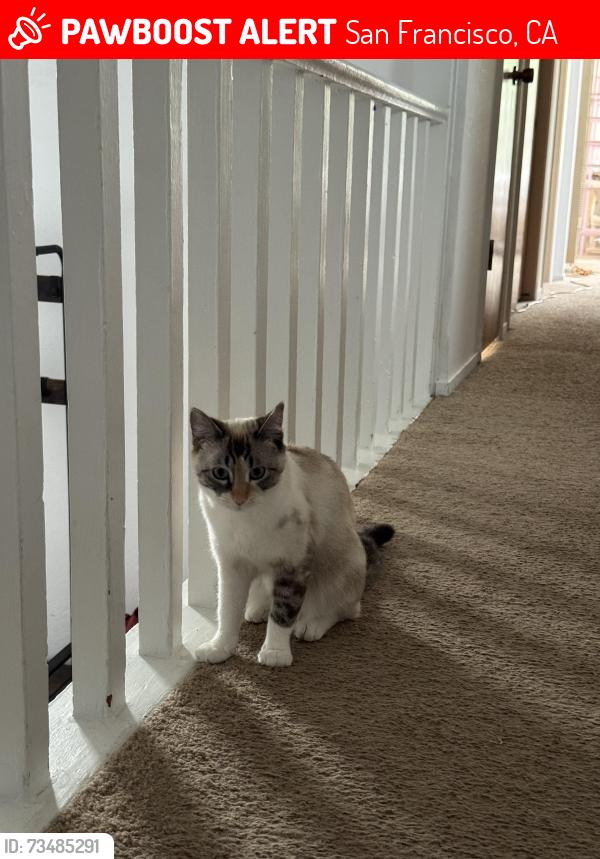Lost Female Cat last seen 8th Avenue and Lake Street, San Francisco, CA 94118