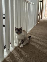 Lost Female Cat last seen 8th Avenue and Lake Street, San Francisco, CA 94118