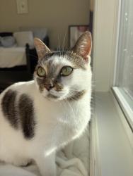 Lost Female Cat last seen Lake Carolina peninsula, Columbia SC, Columbia, SC 29229