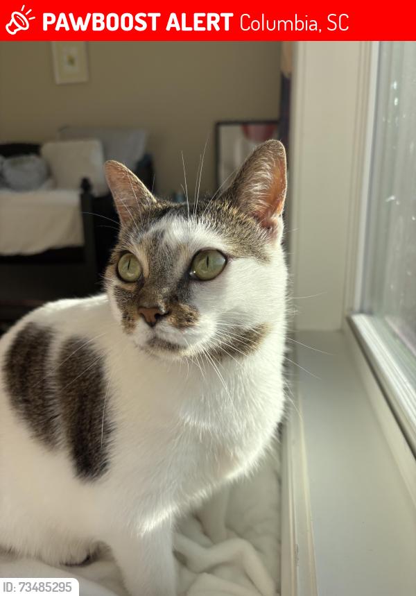 Lost Female Cat last seen Lake Carolina peninsula, Columbia SC, Columbia, SC 29229