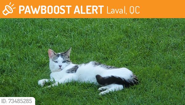 Found/Stray Male Cat last seen Between rue Côté and promenade Des Îles, Laval, QC 