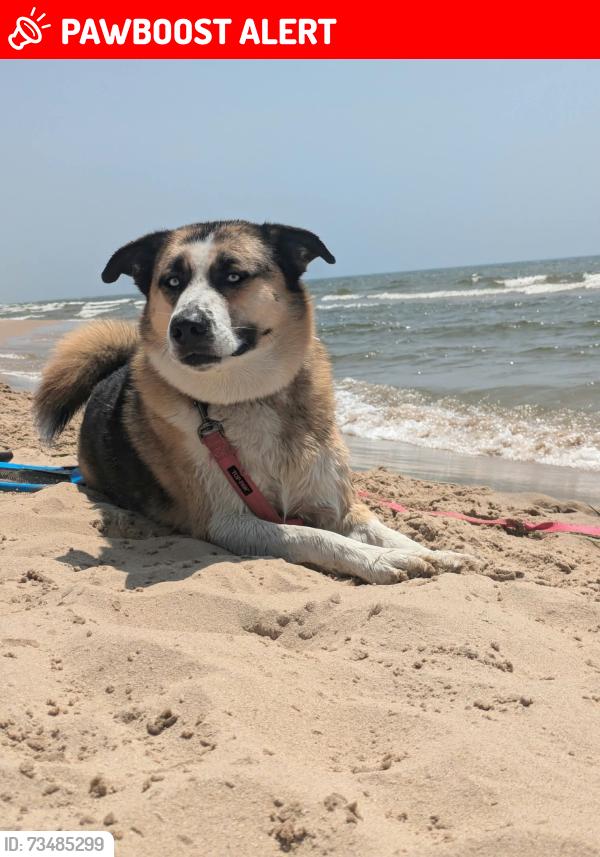 Lost Male Dog last seen Wood & Barney, Muskegon Heights, MI 49444