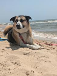 Lost Male Dog last seen Wood & Barney, Muskegon Heights, MI 49444