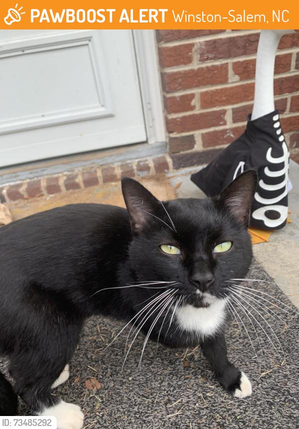 Found/Stray Male Cat last seen Leonard and banner, Winston-Salem, NC 27127