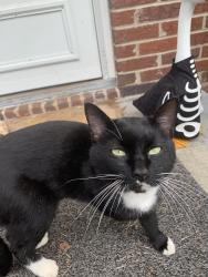 Found/Stray Male Cat last seen Leonard and banner, Winston-Salem, NC 27127