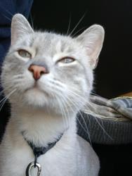 Lost Male Cat last seen Saturn Blvd/ coranado ave, San Diego, CA 92107