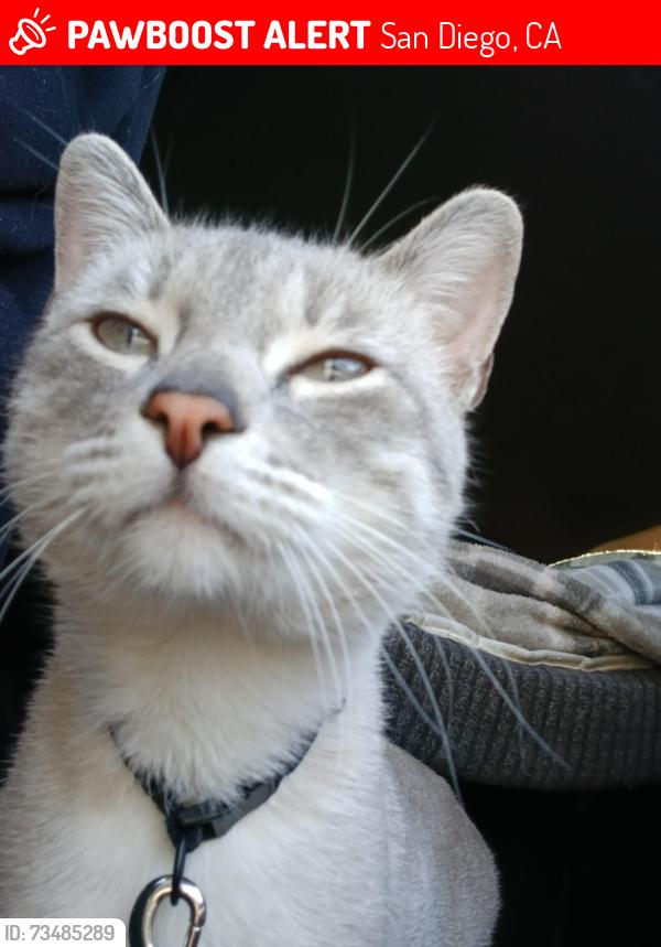 Lost Male Cat last seen Saturn Blvd/ coranado ave, San Diego, CA 92107