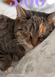 Lost Female Cat last seen Whitman Dr. heritage park, Wilmington, DE 19808