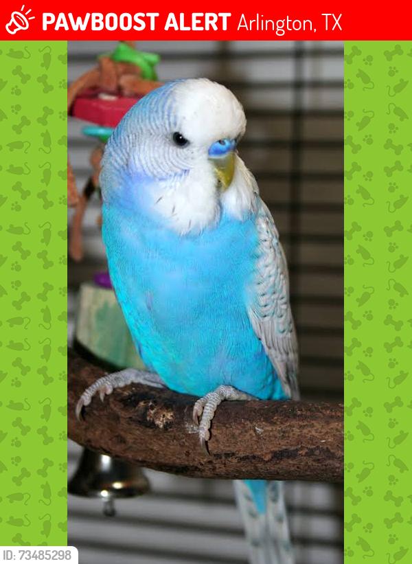 Lost Female Bird last seen S 287 and S Loop 820 hwy, Arlington, TX 76016