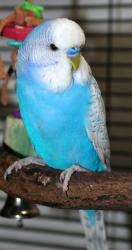 Lost Female Bird last seen S 287 and S Loop 820 hwy, Arlington, TX 76016