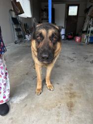 Found/Stray Female Dog last seen westwind elementary, Richmond, BC V7E 3P3