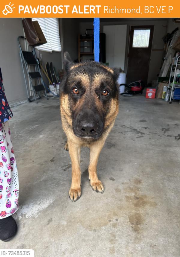Found/Stray Female Dog last seen westwind elementary, Richmond, BC V7E 3P3