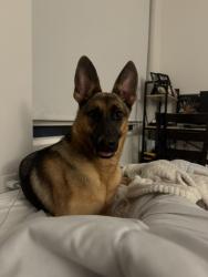 Lost Female Dog last seen Not sure, East Stroudsburg, PA 18302