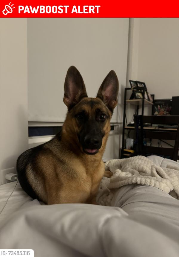 Lost Female Dog last seen Not sure, East Stroudsburg, PA 18302