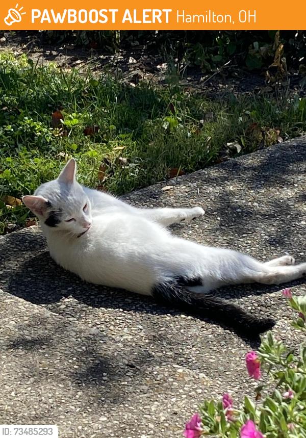Found/Stray Unknown Cat last seen Campbell Ave, Hamilton, OH 45011