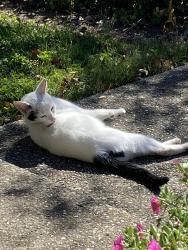 Found/Stray Unknown Cat last seen Campbell Ave, Hamilton, OH 45011